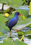 Purple Gallinuleborder=